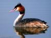 뿔논병아리 Podiceps cristaus (Great Crested Grebe)