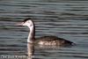 뿔논병아리 Podiceps cristaus (Great Crested Grebe)