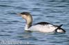 아비 Gavia stellata (Red-throated Diver)