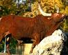 Watusi cow (male)