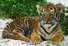 Baby Siberian Tiger (female)