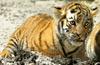 Baby Siberian Tiger (female)