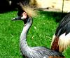 Crown Crane