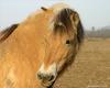 Horse (Fjord)