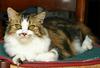 Cat (Main-Coon)