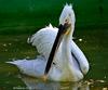 Pelican (2 years' old)