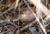 Vinous-throated Parrotbill