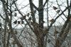 참새나무 1, Passer montanus (Tree Sparrows)
