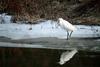 쇠백로 Egretta garzetta garzetta (Little Egret)