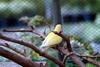 모란앵무(골든체리) Agapornis fischeri (Golden Cherry Fischer's Lovebird)