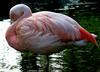 Greater Flamingo