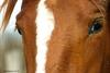 Horse (a mare's look)