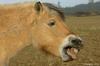 Horse (Fjord)