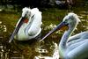 Pelicans' duo