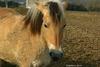 Horse (Fjord)