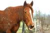 Horse (mare)