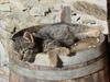 cat 2272x1720
