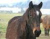 Horse (mare)