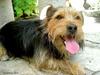 Dog (cross-breed Yorkshire-Terrier male)