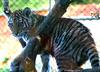 Baby Siberian Tiger ('Ulysse de Pessac')