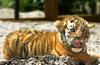 Baby Siberian Tiger ('Sara de Pessac')