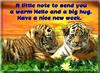 Siberian Tigers (2 Babies' virtual card)