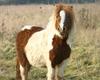 'Tiny Poney' (Tiny Horse)