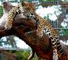 Jaguar (called 'Mirka')