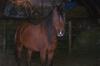 Sahir