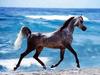 Grey Arab on Beach