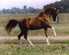 Chestnut Horse