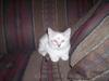 Kitty