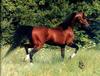 Lovely Bay Arab