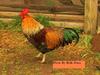 Rooster/Chicken