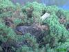 duck nesting