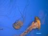 Jelly Fish