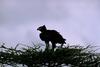 Martial Eagle(마샬독수리)