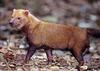 Bush Dog (Speothos venaticus)