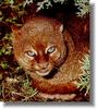 jaguarundi(재규어런디)