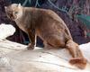 jaguarundi(재규어런디)