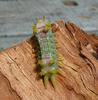 lovely caterpillar 1