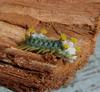 lovely caterpillar 2