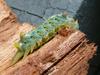 lovely caterpillar 4