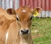 mini moo