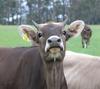 missy moo 2