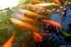 Fishes (Red ones)