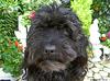 Dog (male called 'Othello')