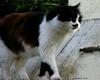 Cat (cross-breed Persan)