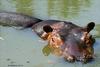hippopotamus