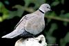 Turtle-Dove